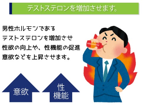 テストステロンを増加させます